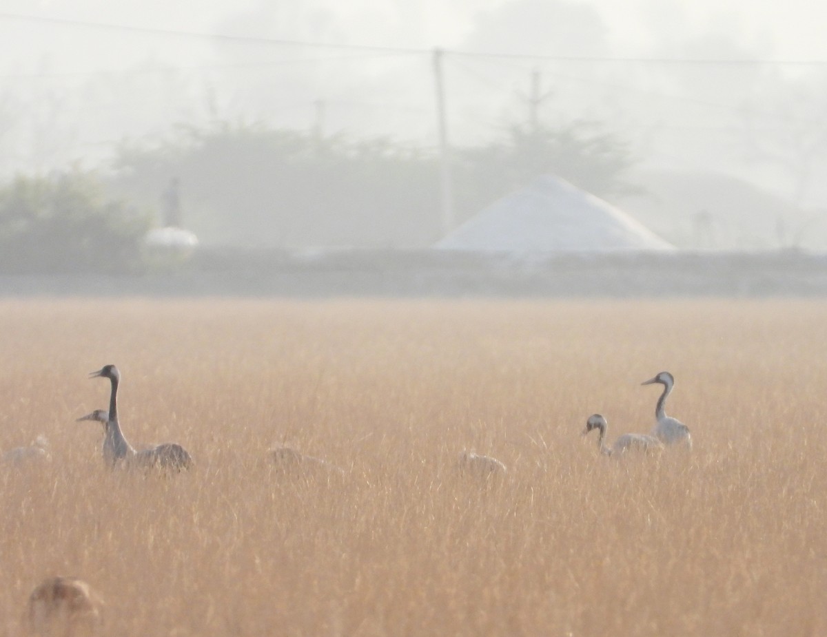 Common Crane - Kalpesh Gaitonde