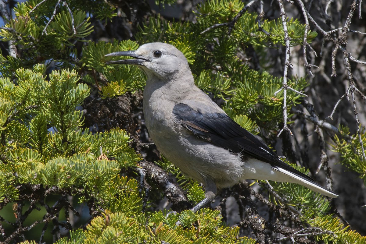 Clark's Nutcracker - Jeff Maw