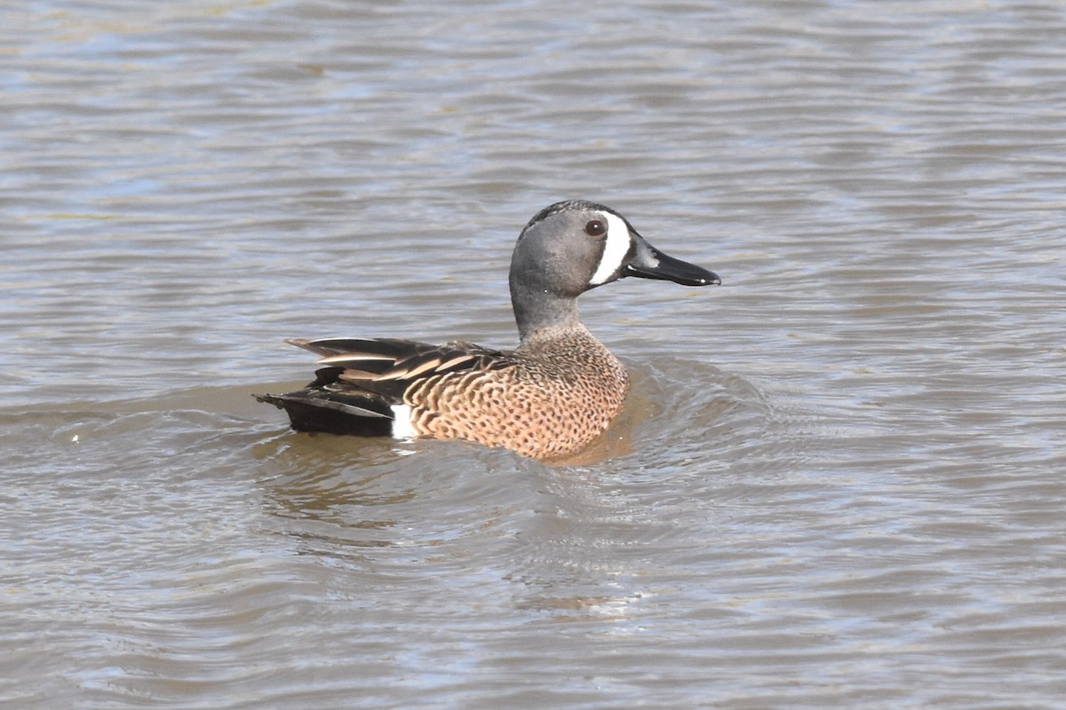 Blue-winged Teal - ML325570781
