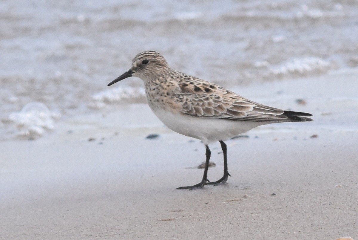 Baird's Sandpiper - ML325570921