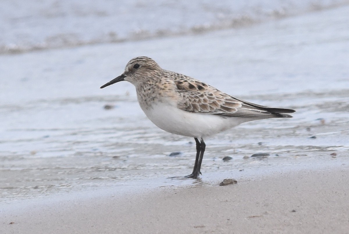 Baird's Sandpiper - ML325570931