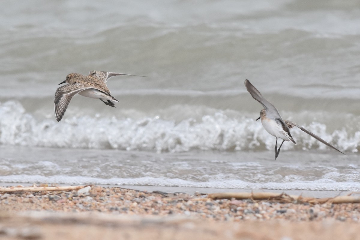 Baird's Sandpiper - ML325570941