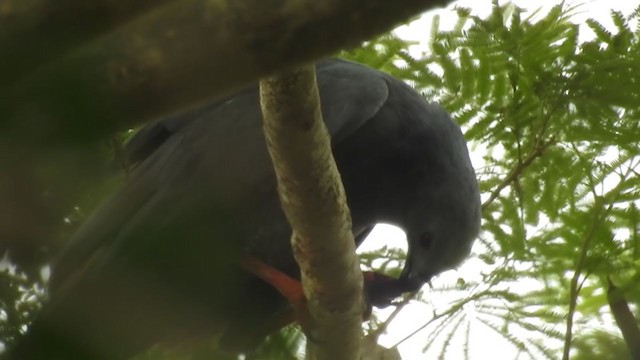 Crane Hawk - ML325571381