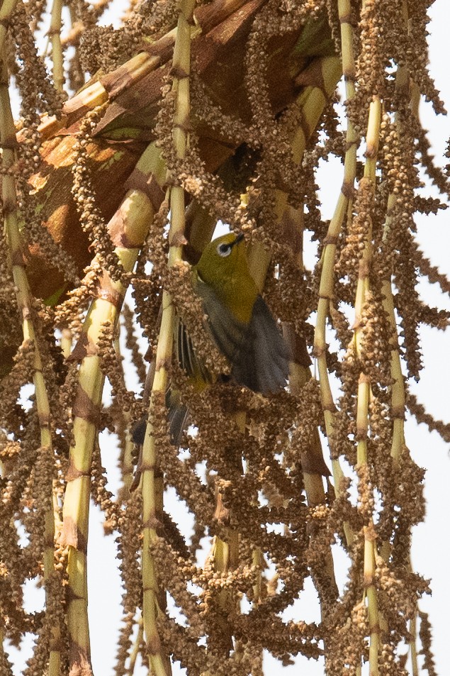 Green White-eye - ML325573931