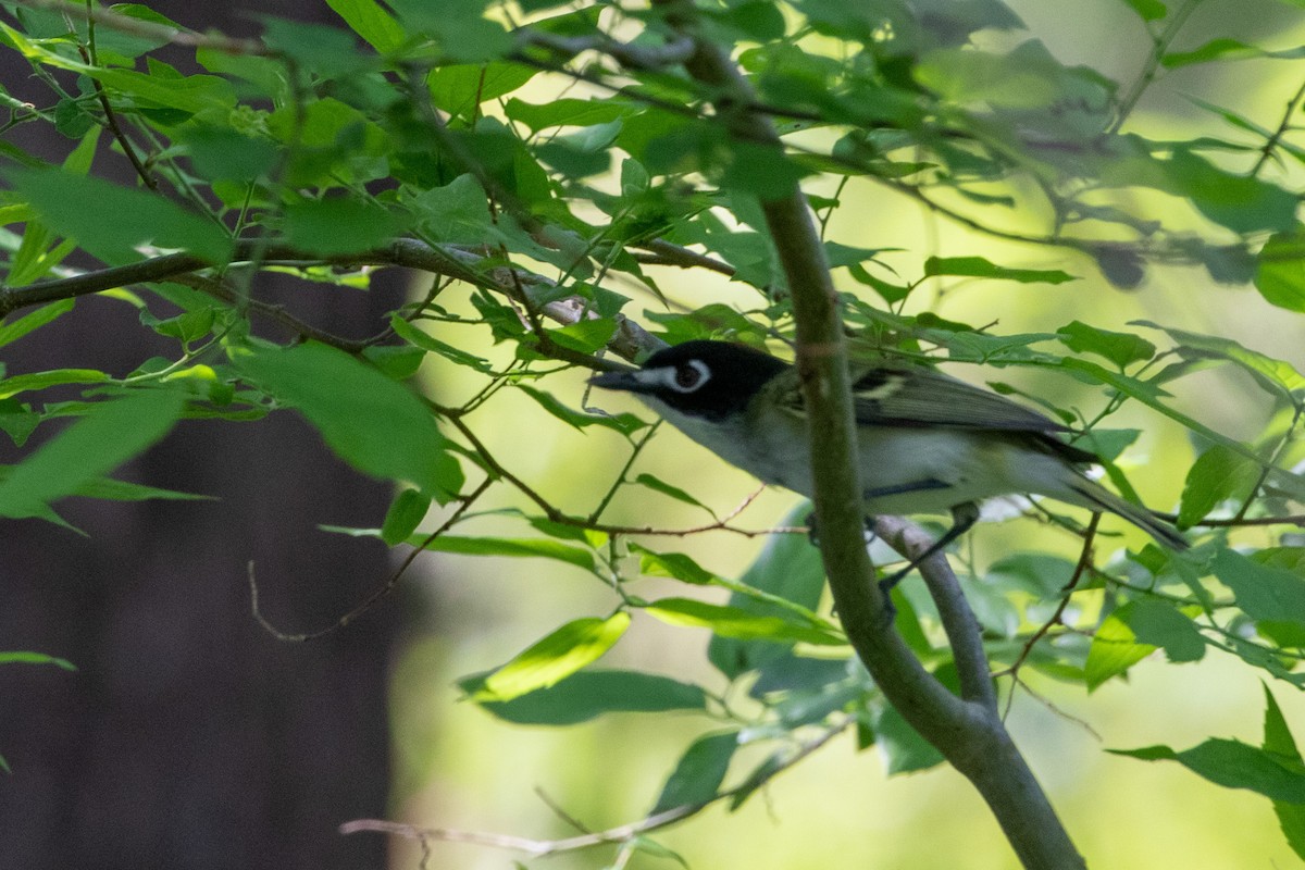 Vireo Cabecinegro - ML325574081