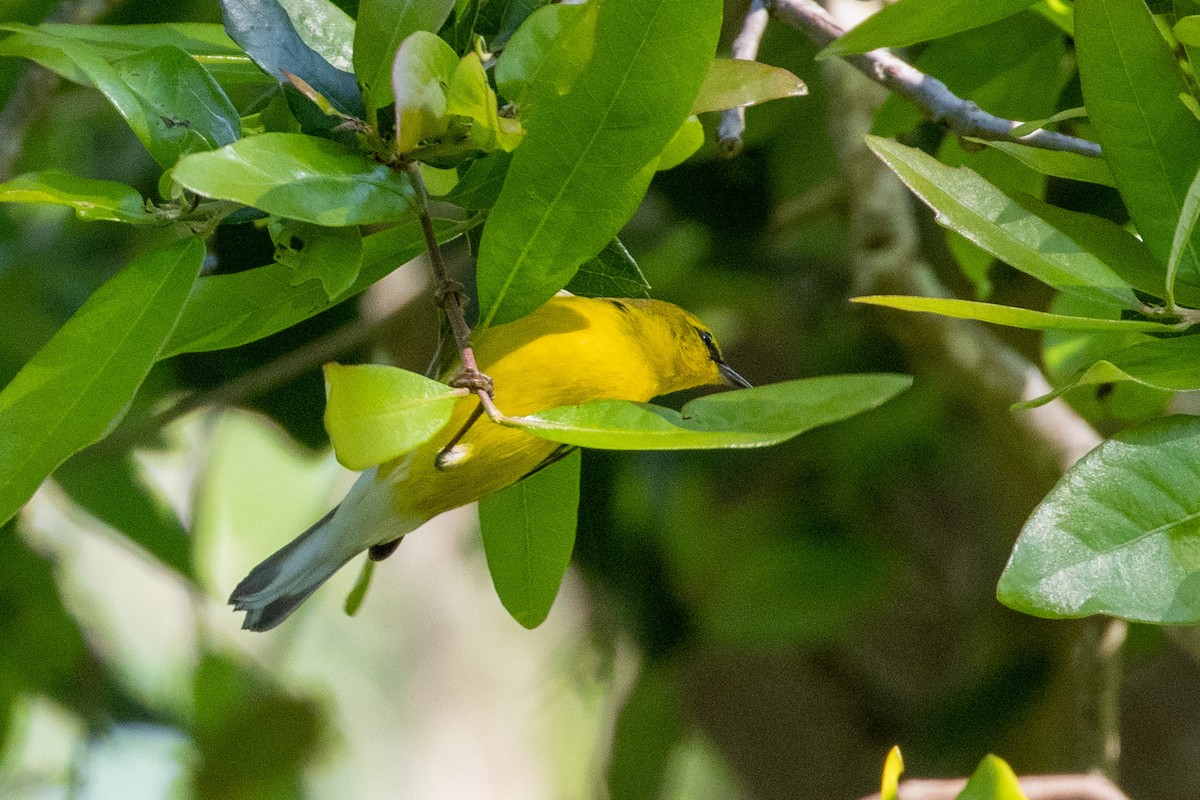 Blue-winged Warbler - Charles Robshaw