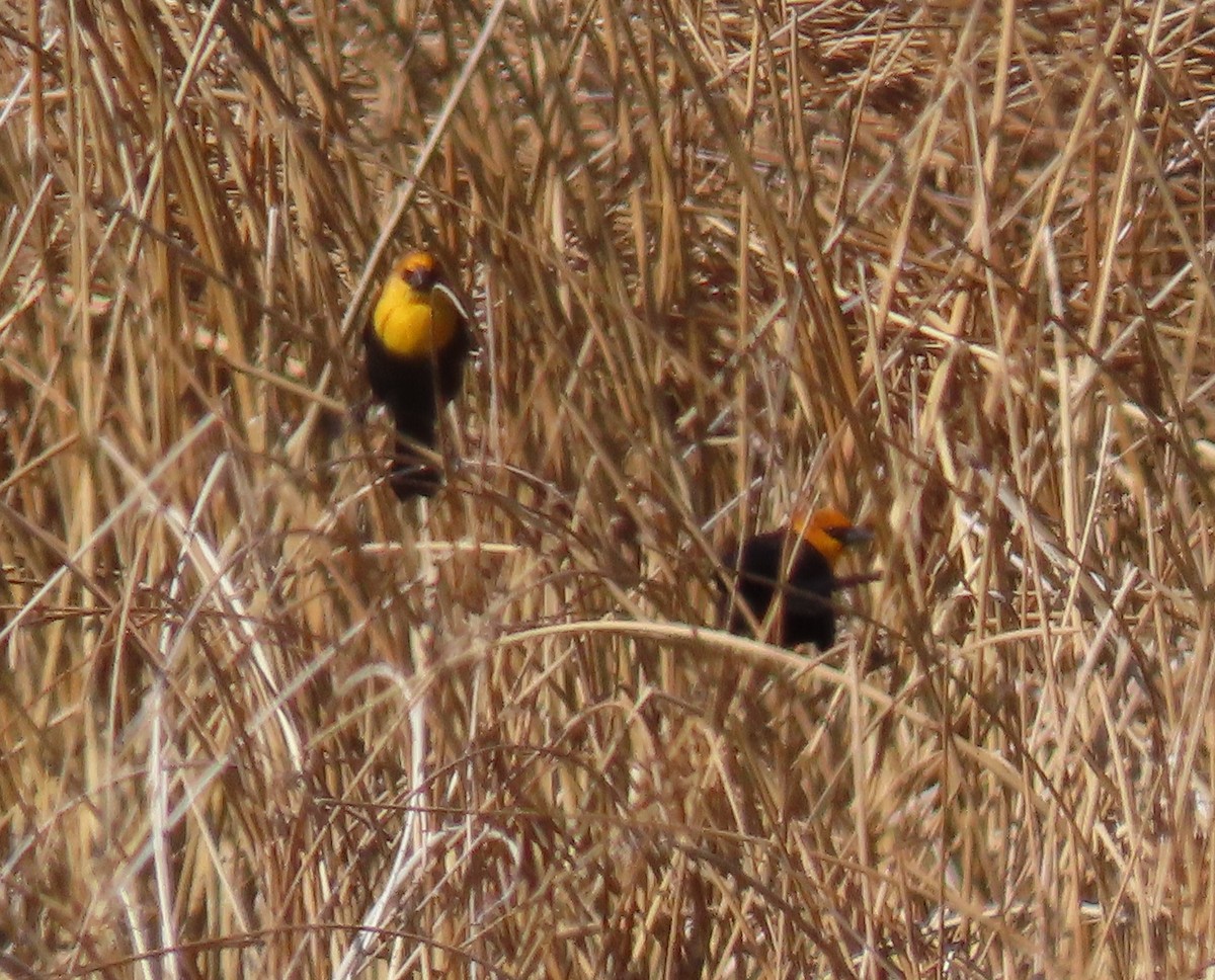 Yellow-headed Blackbird - ML325575131