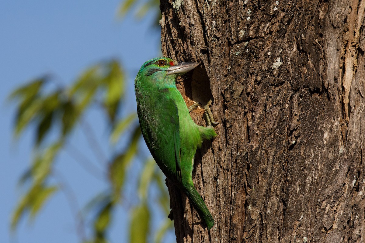 Moustached Barbet - sarawin Kreangpichitchai