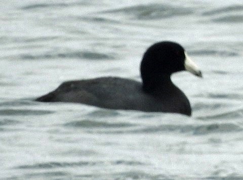 American Coot - Renee Lubert