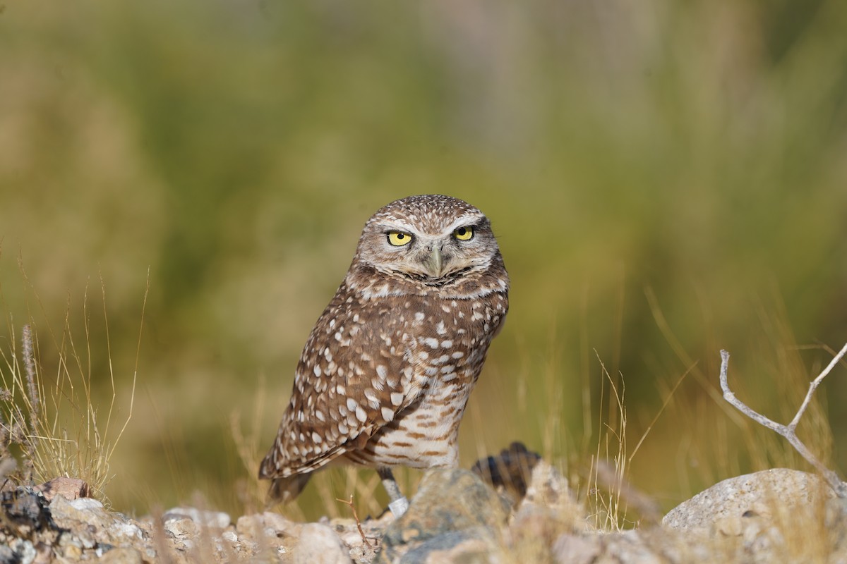 Burrowing Owl - ML325580591