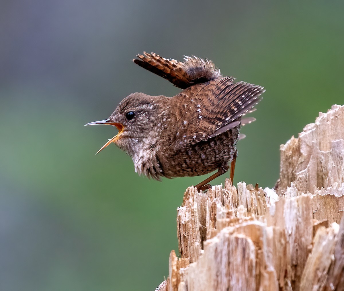 Winter Wren - ML325580861