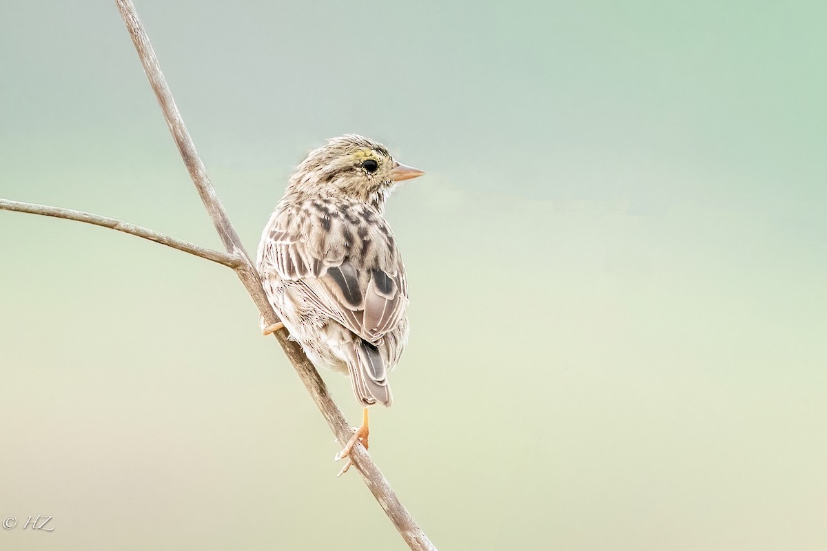 Savannah Sparrow - ML325581001