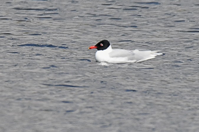 Mediterranean Gull - ML325581941