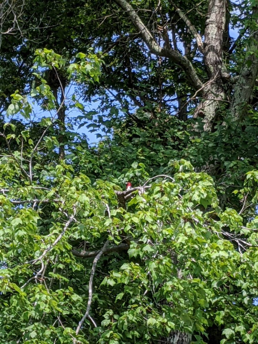 datel červenohlavý - ML325583051