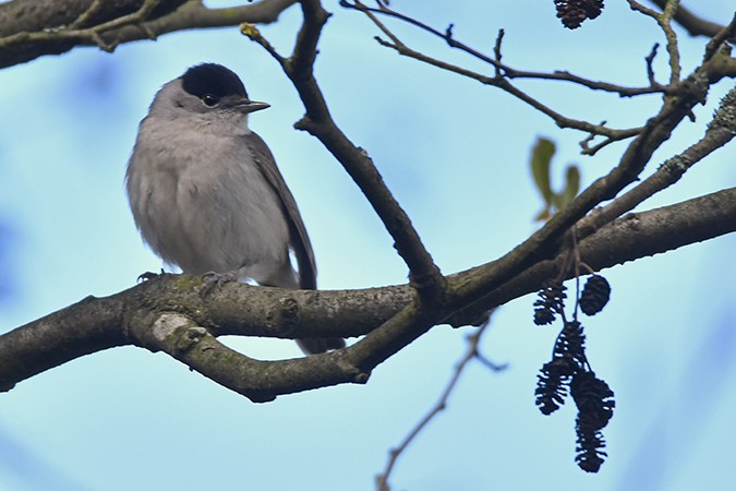 Eurasian Blackcap - ML325583131