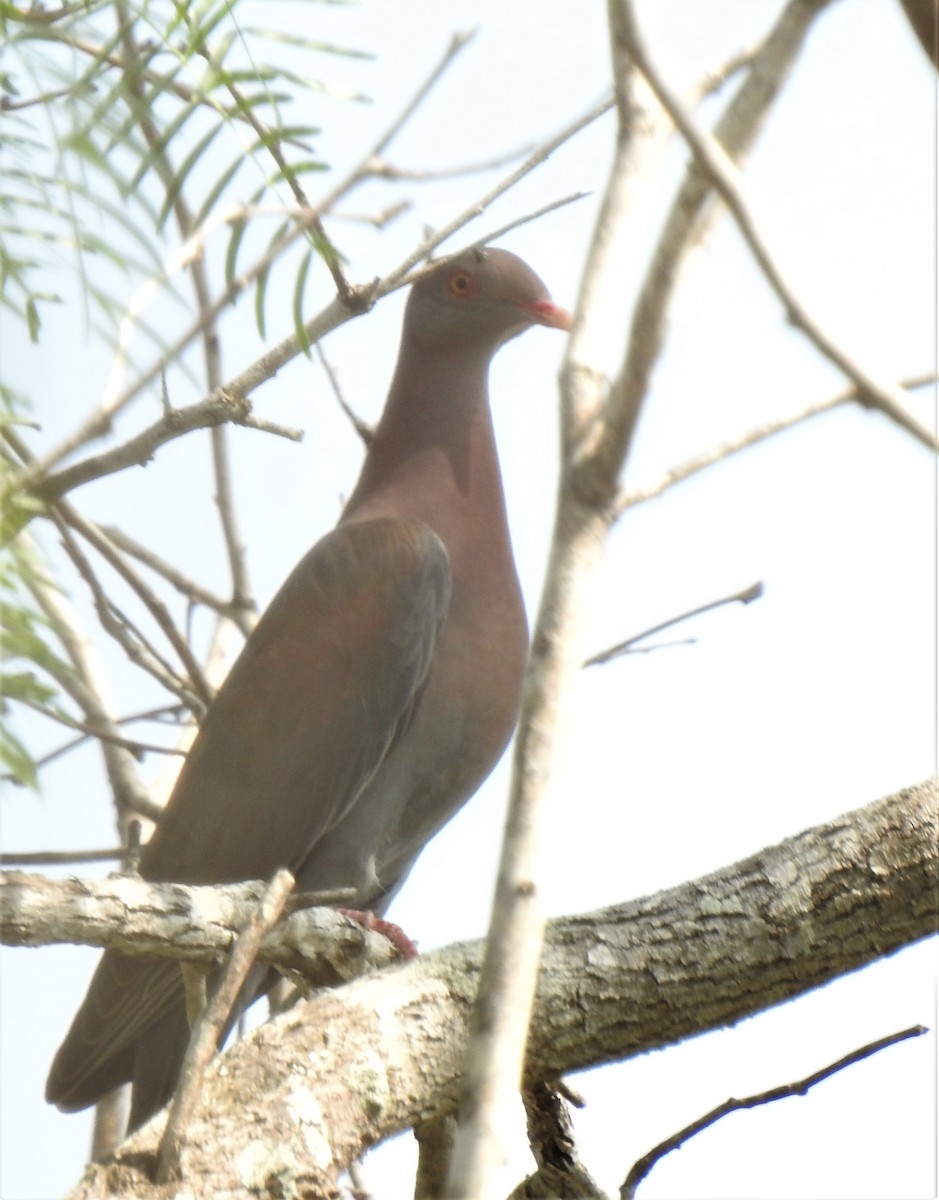 Red-billed Pigeon - Daniel Lane