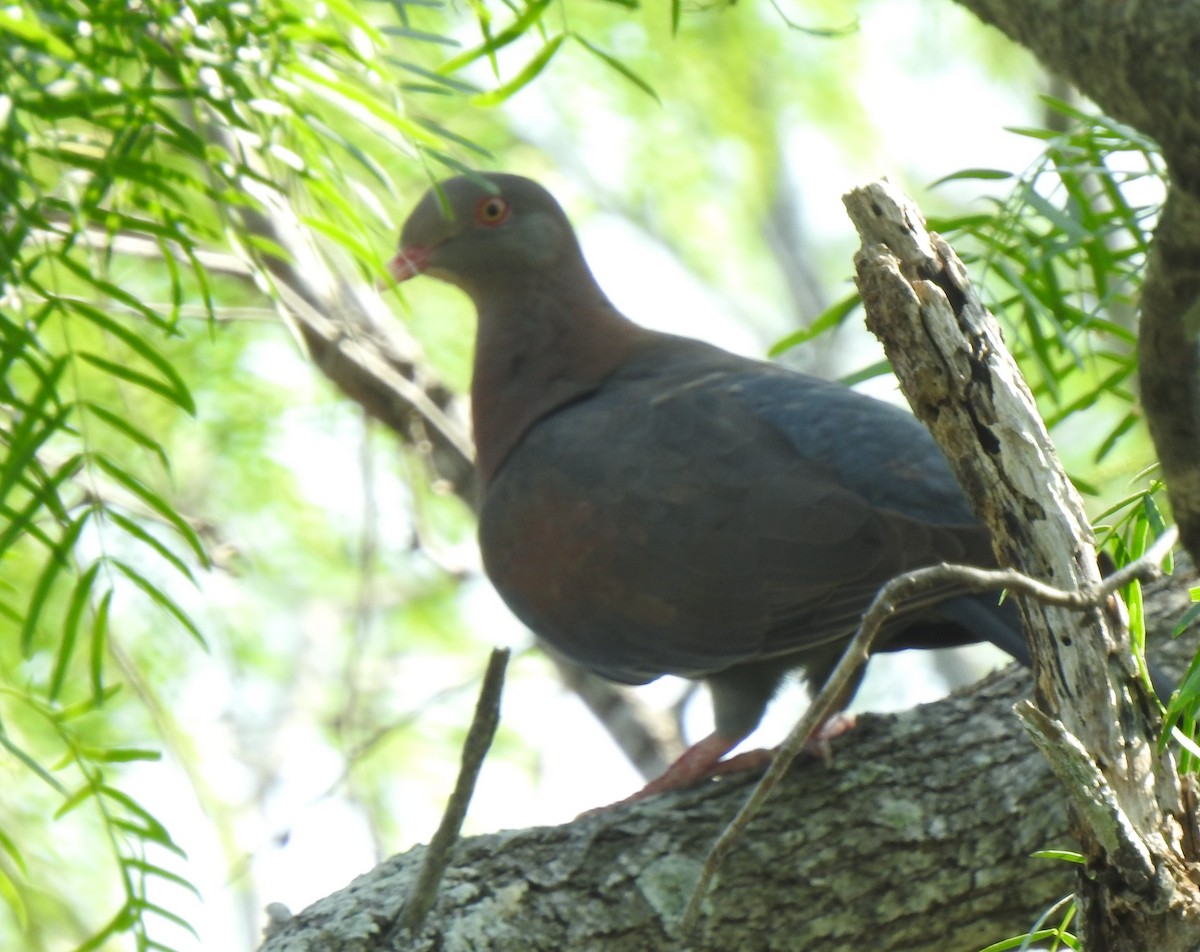 Red-billed Pigeon - Daniel Lane