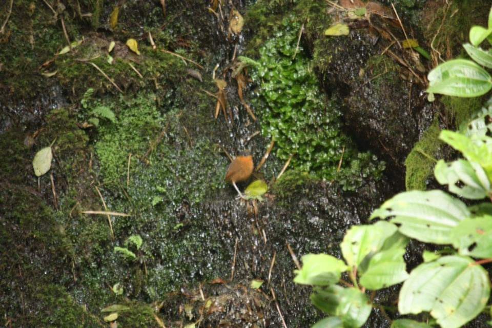 Gray-naped Antpitta - ML325585051