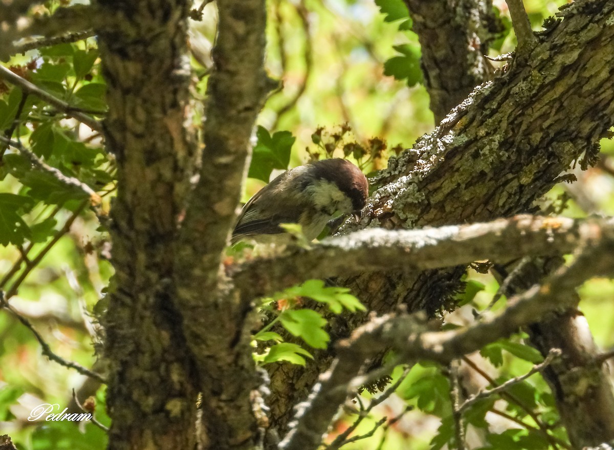 Mésange d'Iran - ML325587561