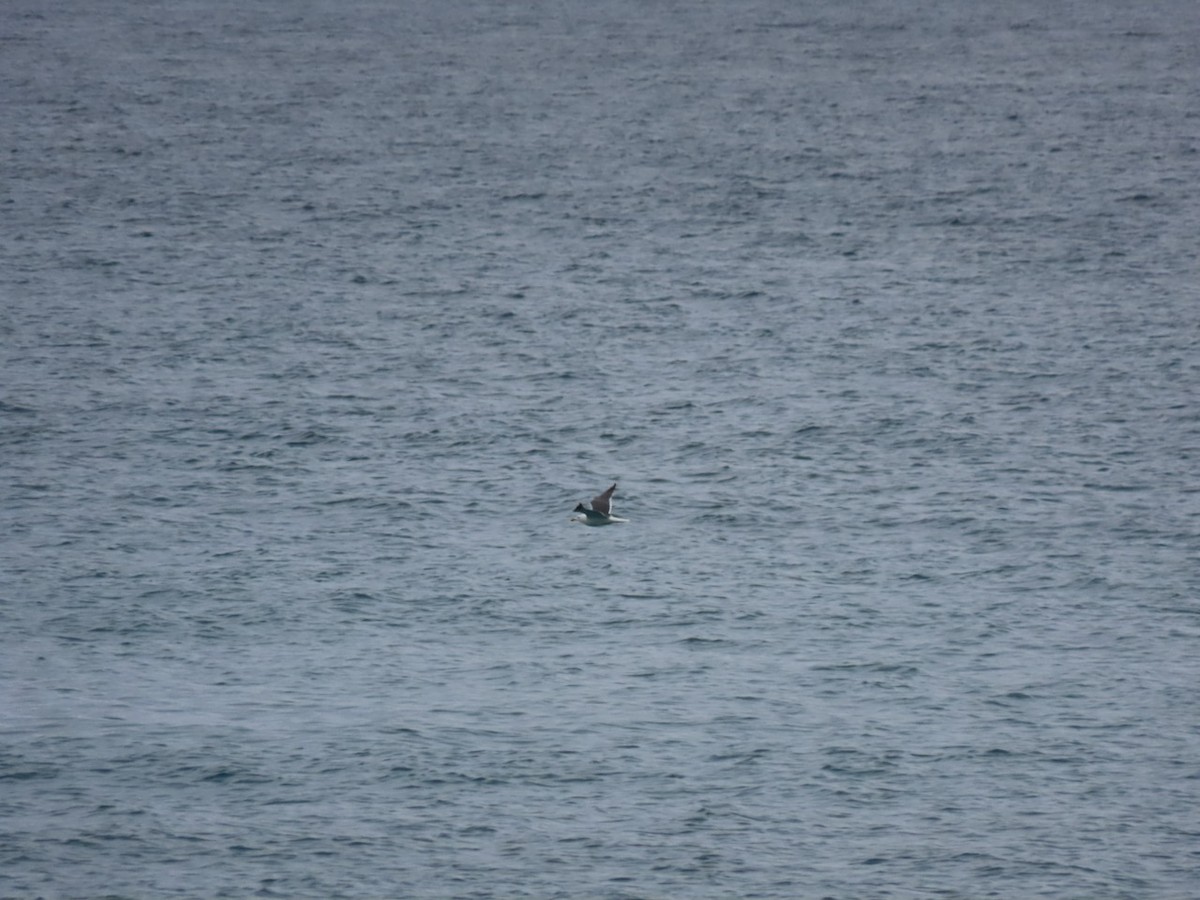 Great Black-backed Gull - ML325587831