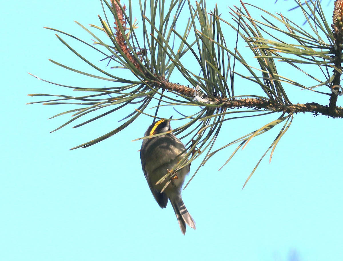 Golden-crowned Kinglet - Mike Fung