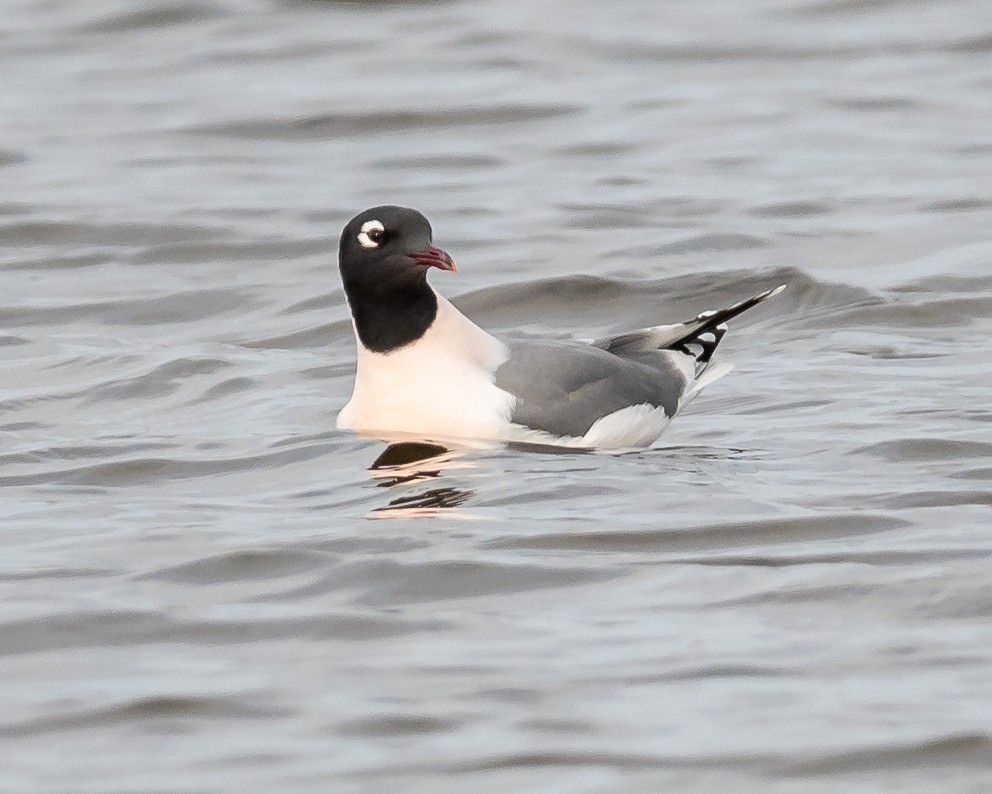 Mouette de Franklin - ML325591641