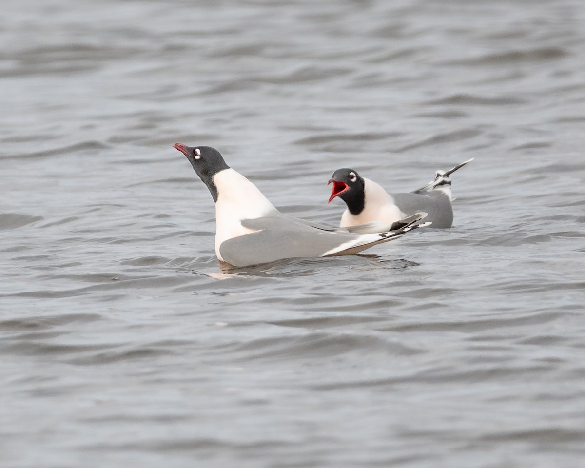 Mouette de Franklin - ML325591671