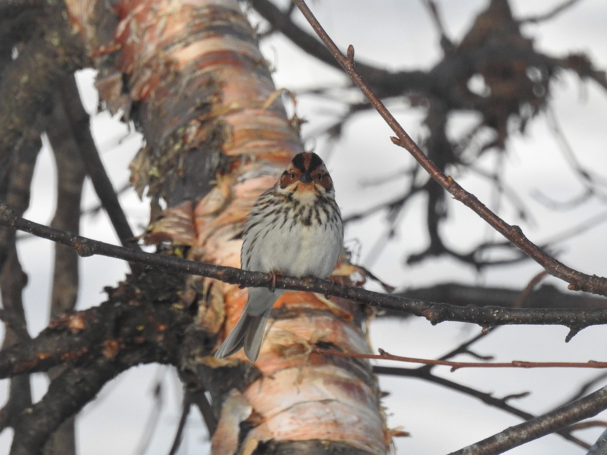 Little Bunting - ML325593101