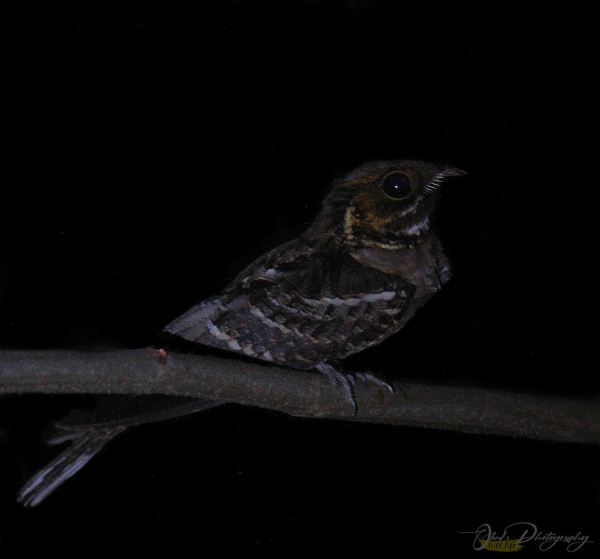 Jerdon's Nightjar - ML325594231