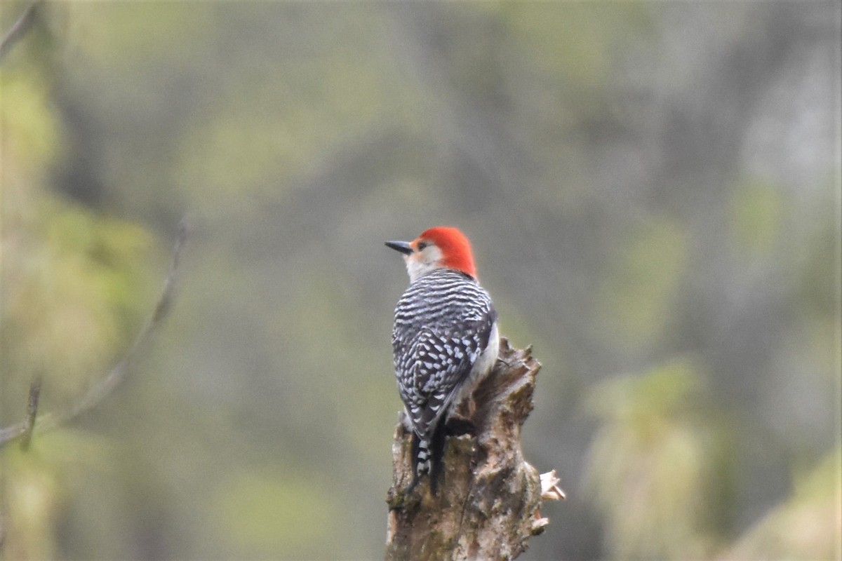 Red-bellied Woodpecker - Richard Chirichiello