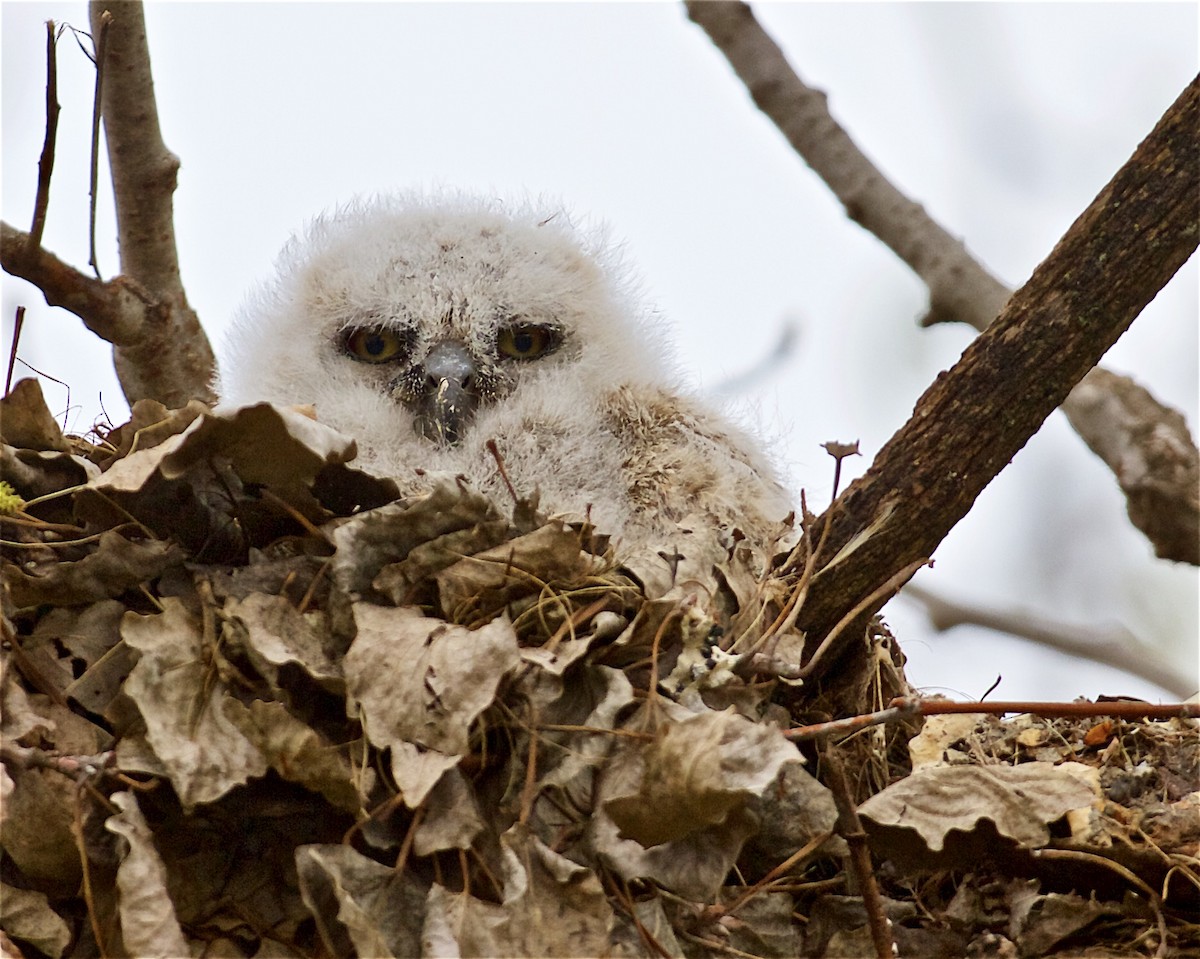 Great Horned Owl - ML325595391