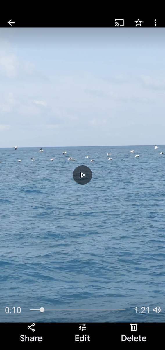 American White Pelican - ML325596481