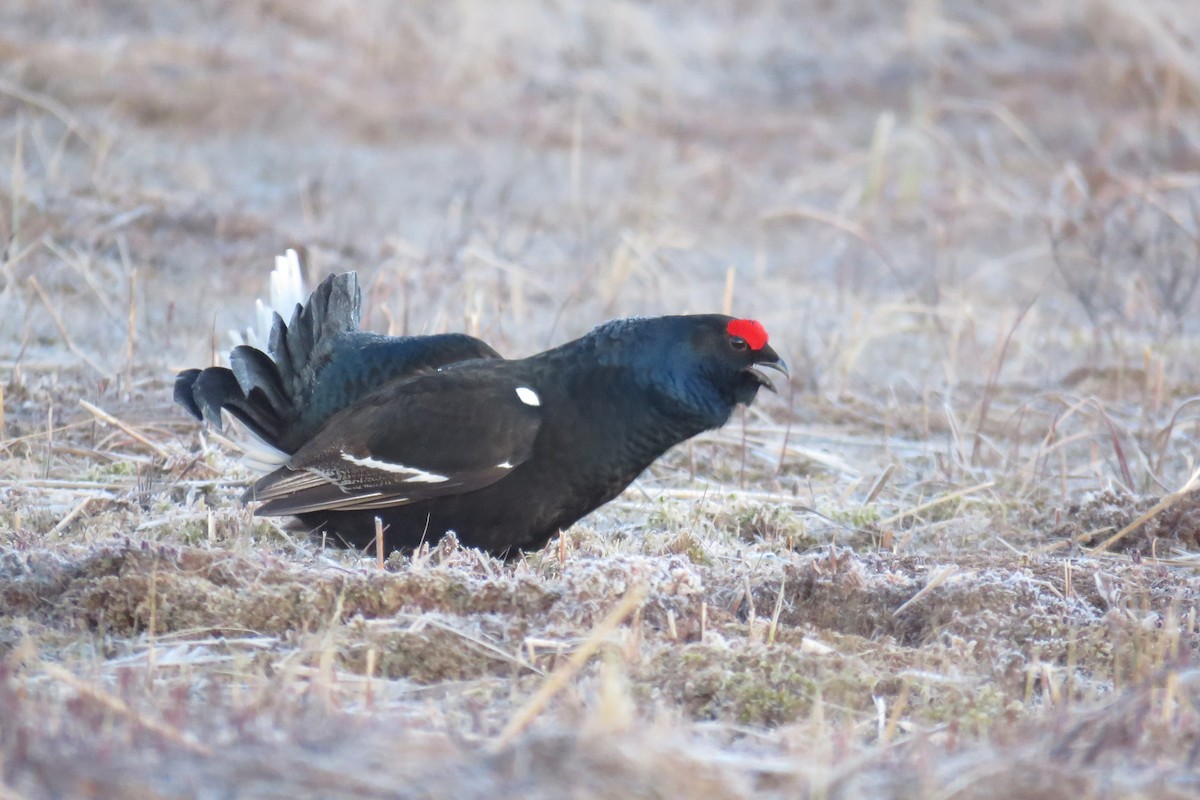 Black Grouse - Örjan Sjögren