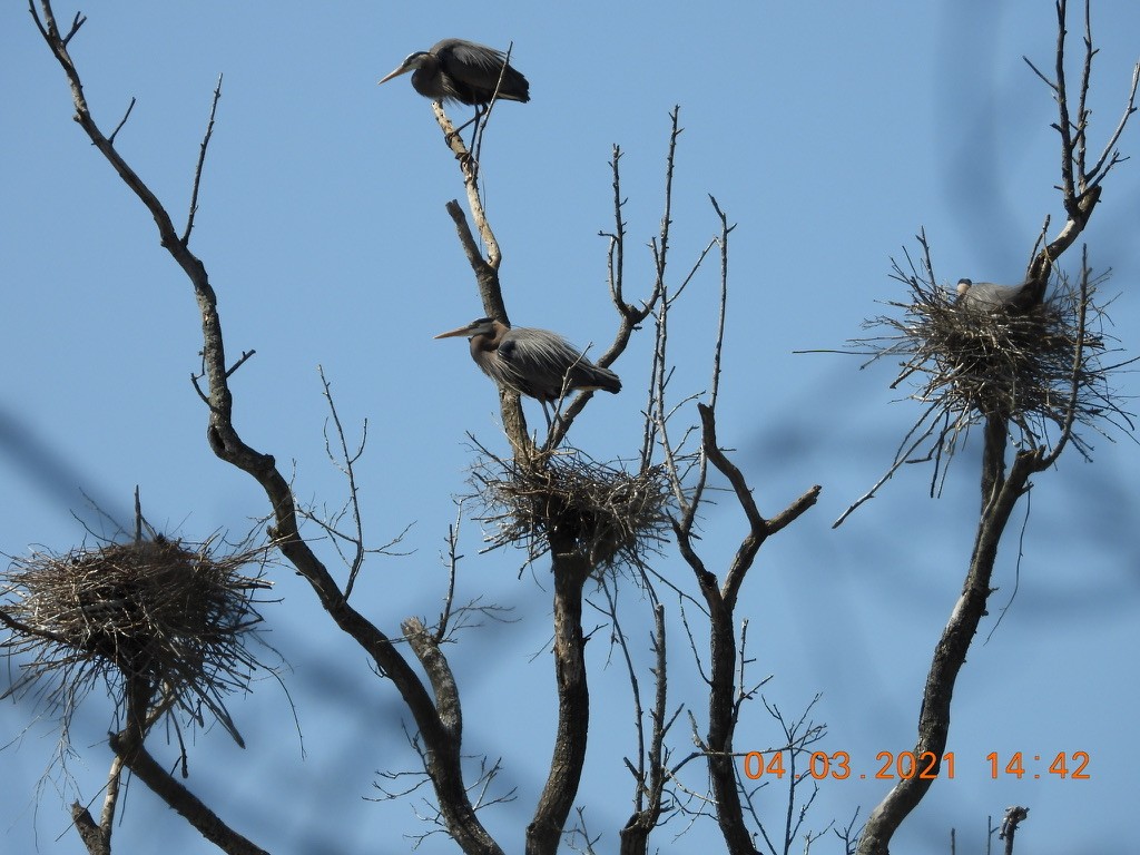 Great Blue Heron - Valerie Hollinger