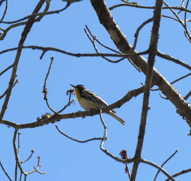 Yellow-throated Warbler - ML325598551