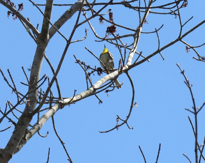 Yellow-throated Warbler - ML325598561