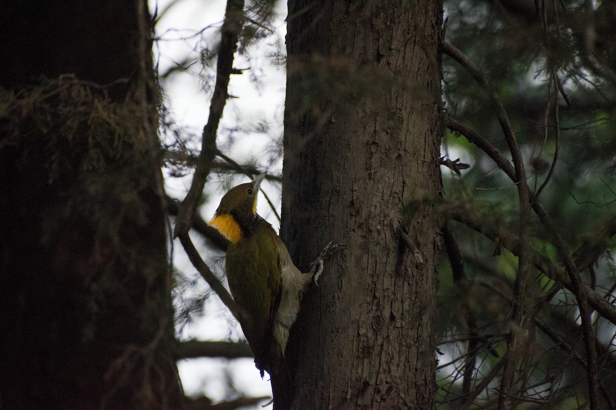 Greater Yellownape - Rajinder Kumar