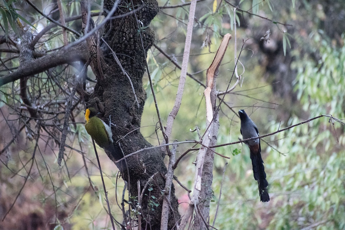 Greater Yellownape - ML325602381