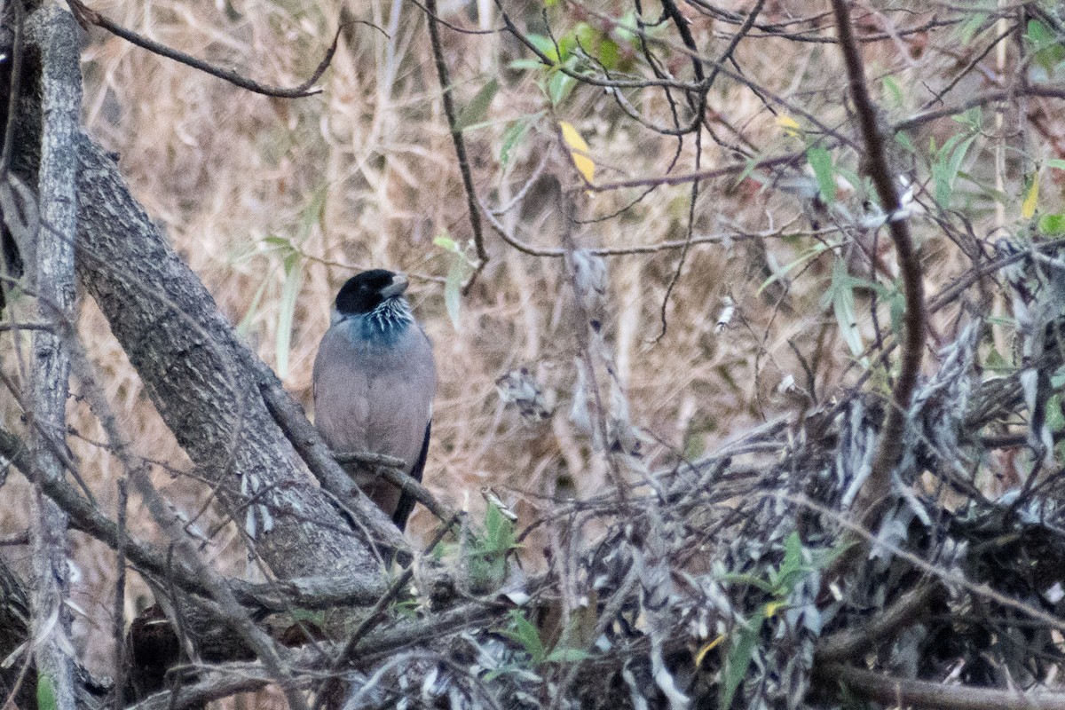 Black-headed Jay - ML325602601