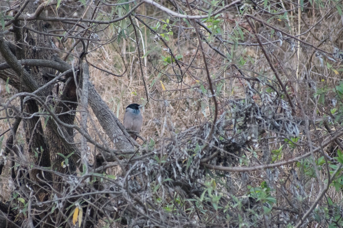 Black-headed Jay - ML325602621