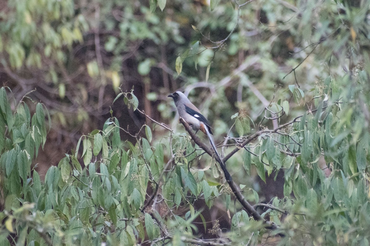 Gray Treepie - ML325602831