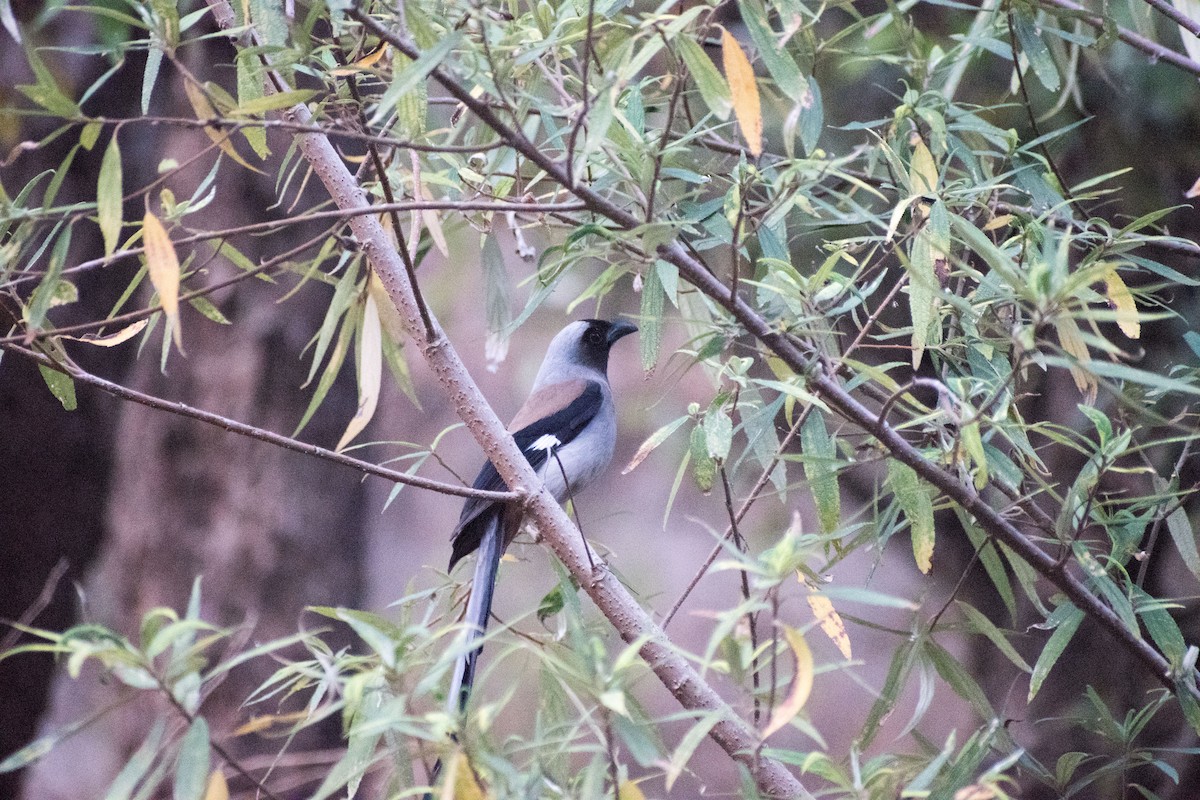 Gray Treepie - ML325603031