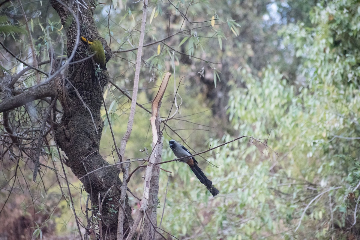 Gray Treepie - ML325603061