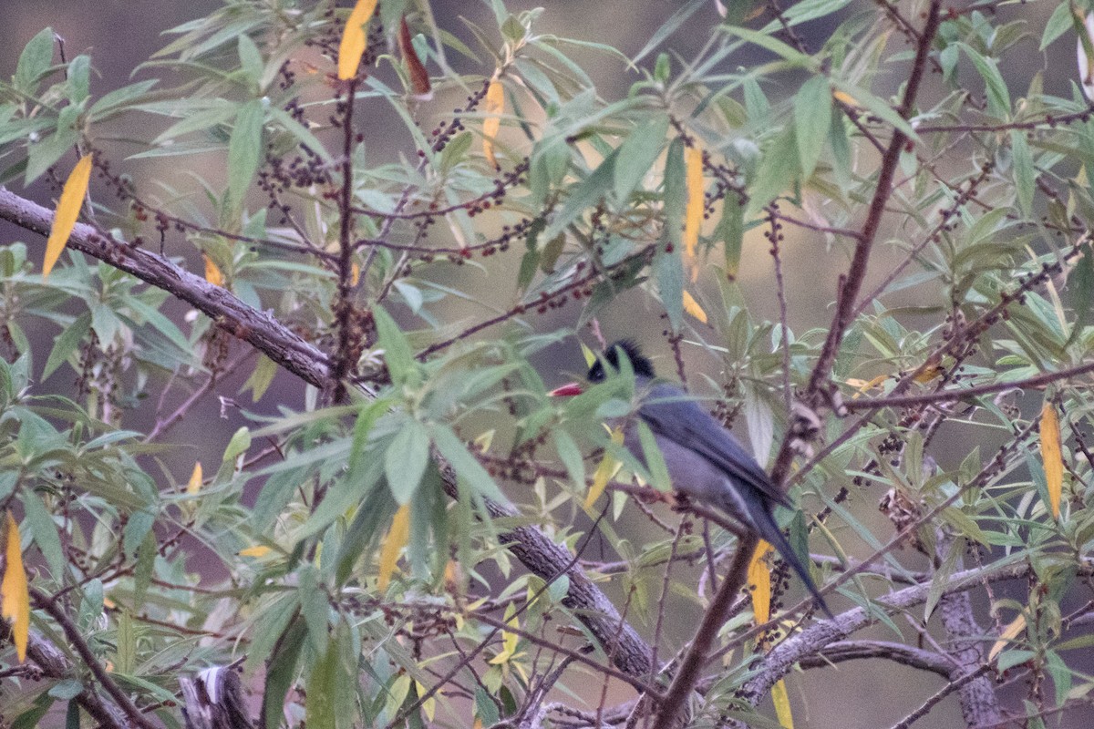 Black Bulbul - Rajinder Kumar