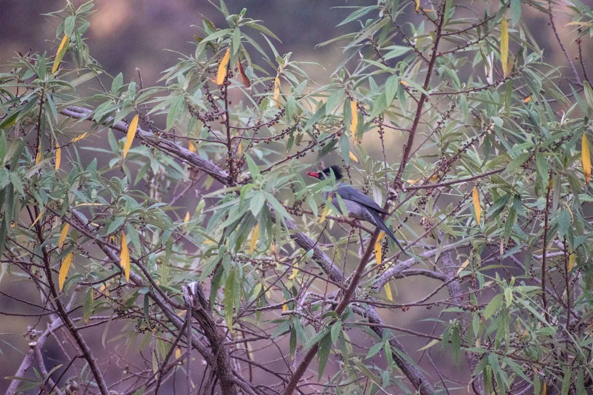 Black Bulbul - ML325603671