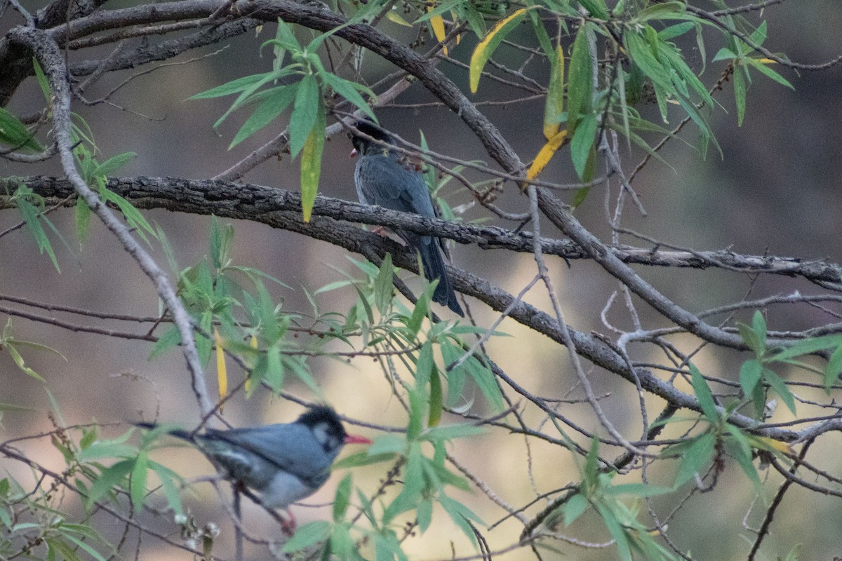 Bulbul Negro - ML325603681