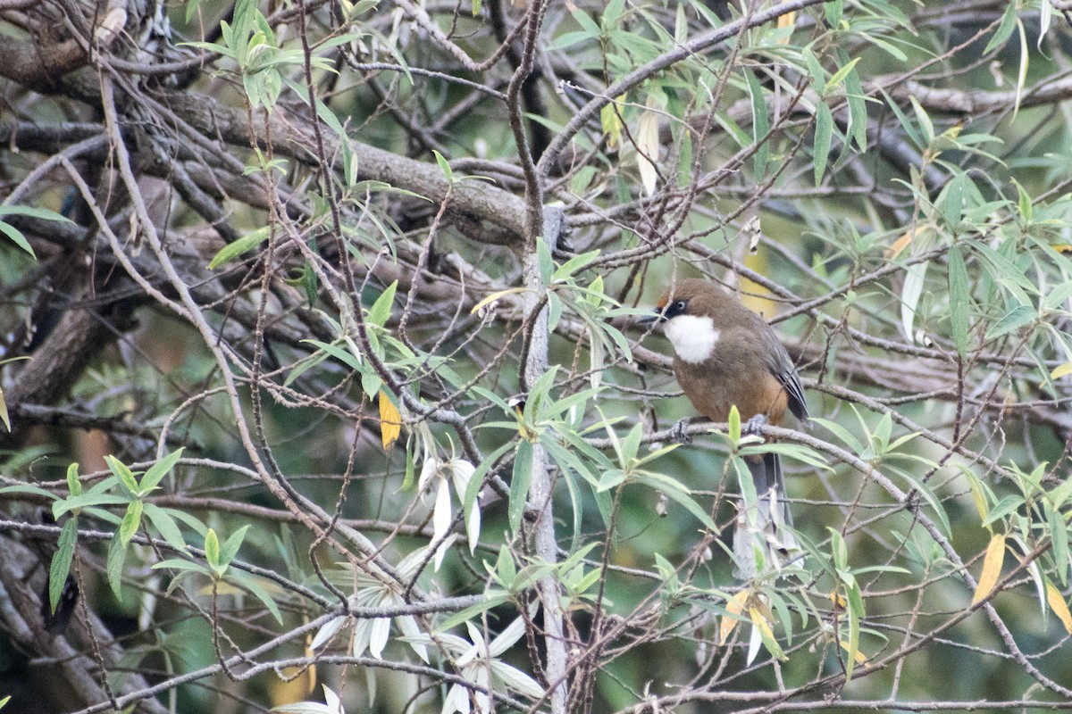 White-throated Laughingthrush - ML325603751