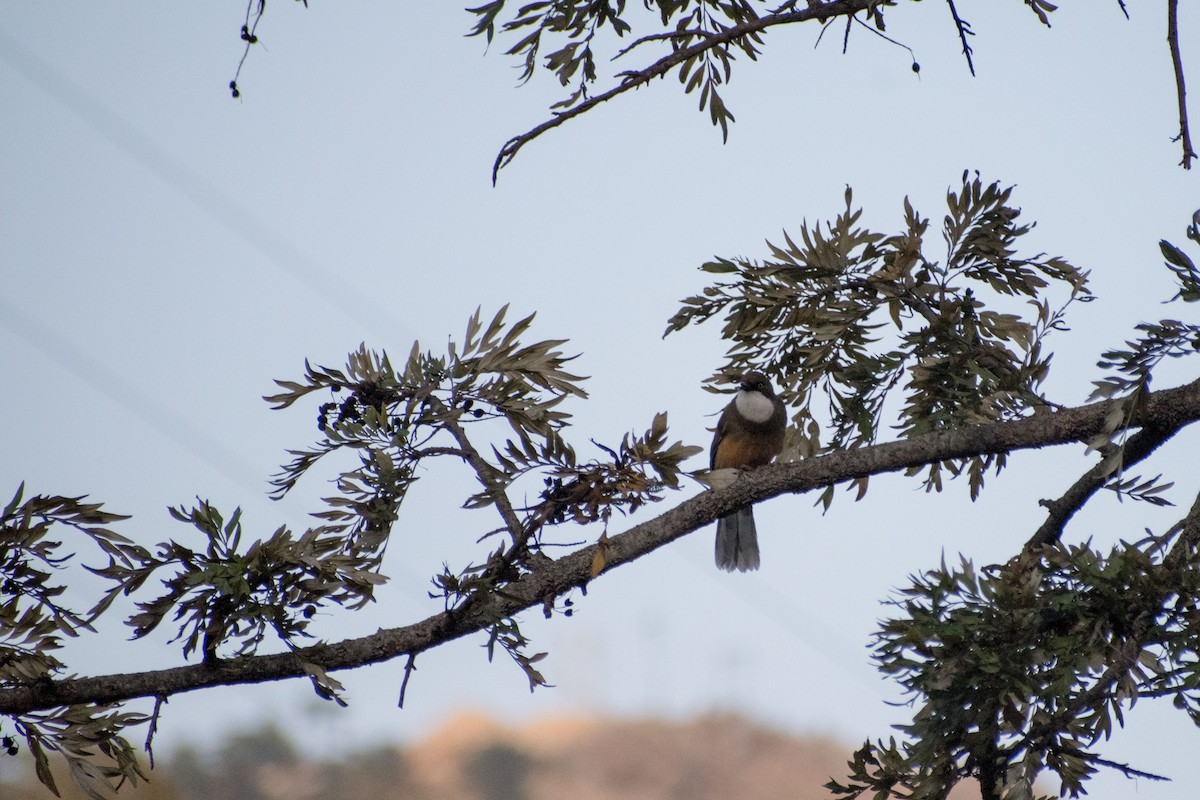 White-throated Laughingthrush - Rajinder Kumar