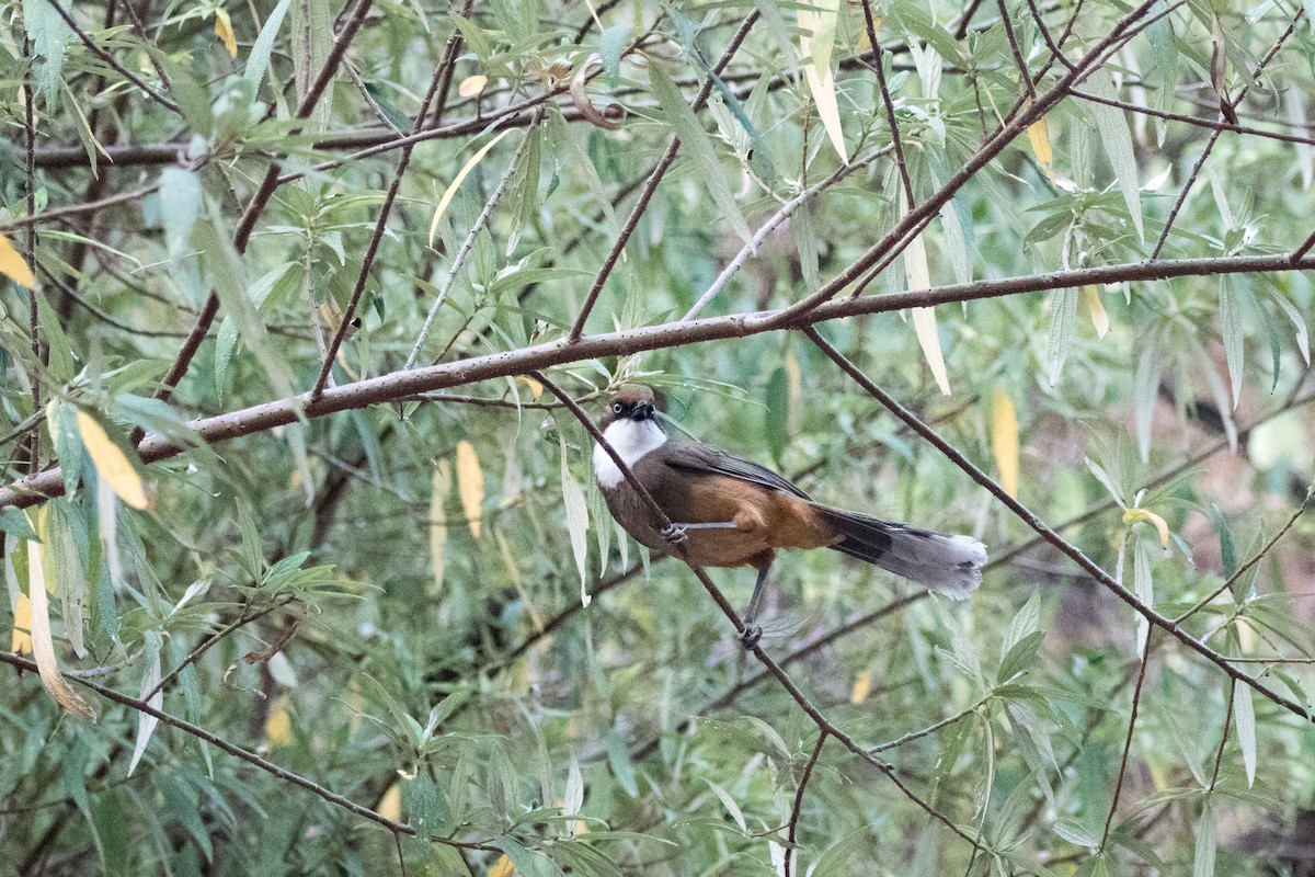 White-throated Laughingthrush - ML325603891