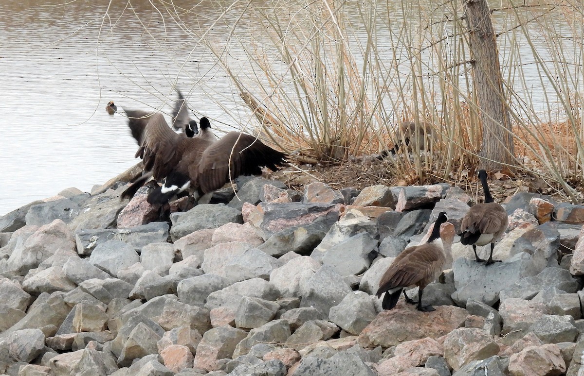 Canada Goose - ML325603971